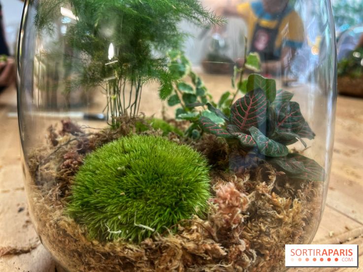 Boby la Plante