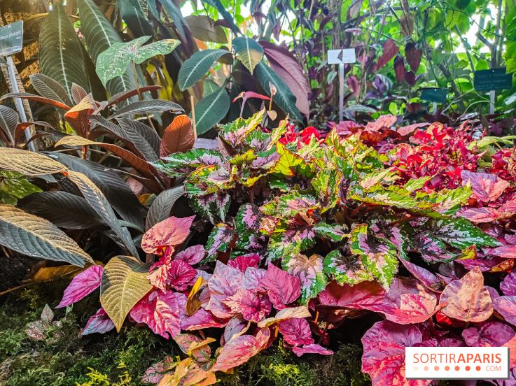 Automne Tropical 2023