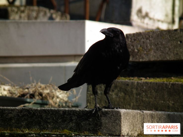 Le Père Lachaise, le cimetière le plus mythique de Paris et ses tombes de personnalités célèbres