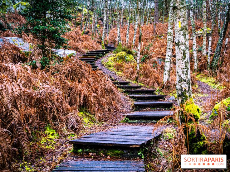 Le sentier de l'érosion à Fontainebleau - balade en forêt -  A7C4620 HDR
