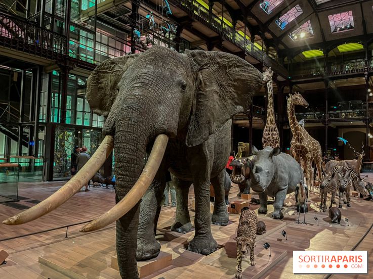 Grande Galerie de l'évolution- visuels 2024 - image00062