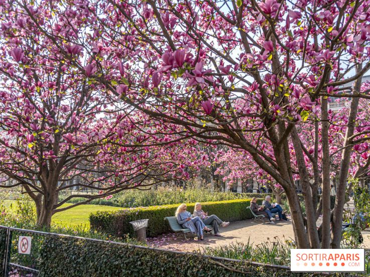 Les magnolias du Jardin du Palais Royal  - printemps - visuel Paris