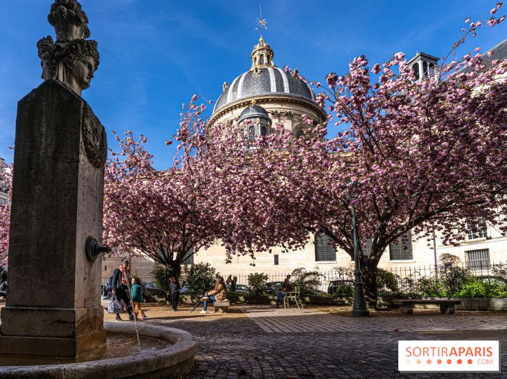 Square Gabriel Pierné à Paris - cerisiers en fleurs