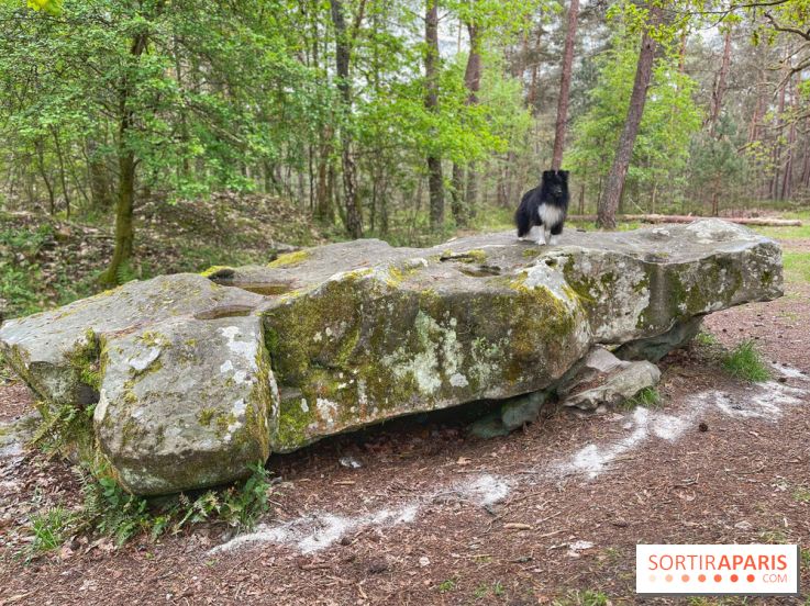 Dolmen de la Pierre Ardoue - IMG 0985