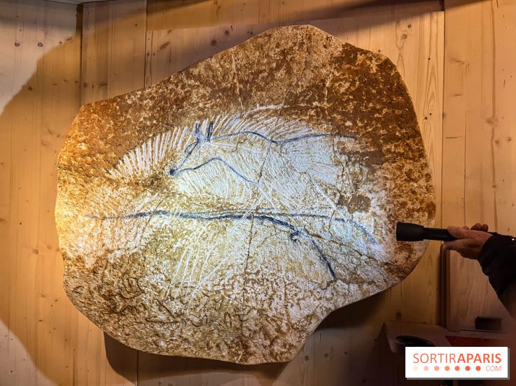 La Grotte Chauvet à la Cité des Sciences, nos photos  - image00005