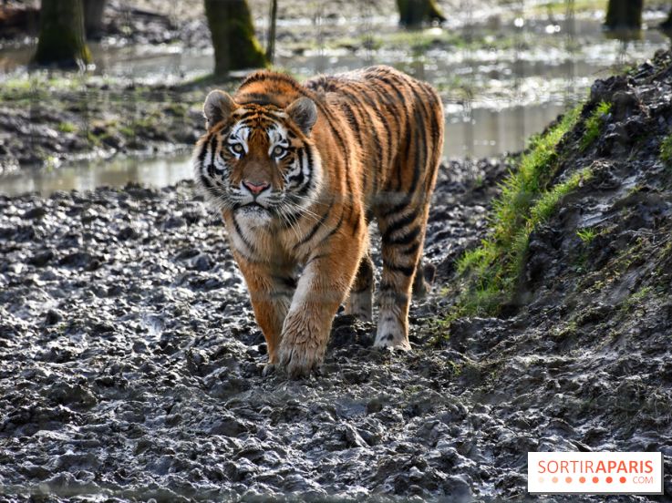Lumigny Safari Reserve - nos photos - image00030