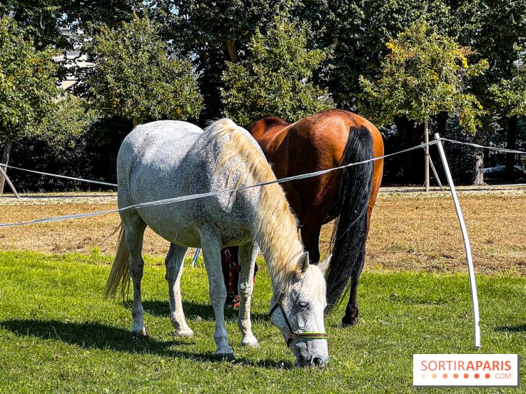 Tous en piste ! à Maisons-Laffitte (78): poneys, calèche et spectacles équestres gratuits au château