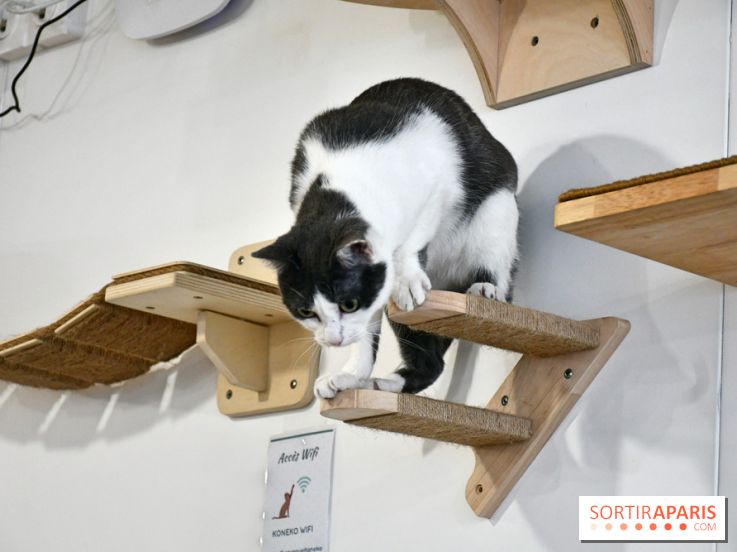 Koneko Work : le café coworking pour travailler en compagnie des chats - DSC 5262