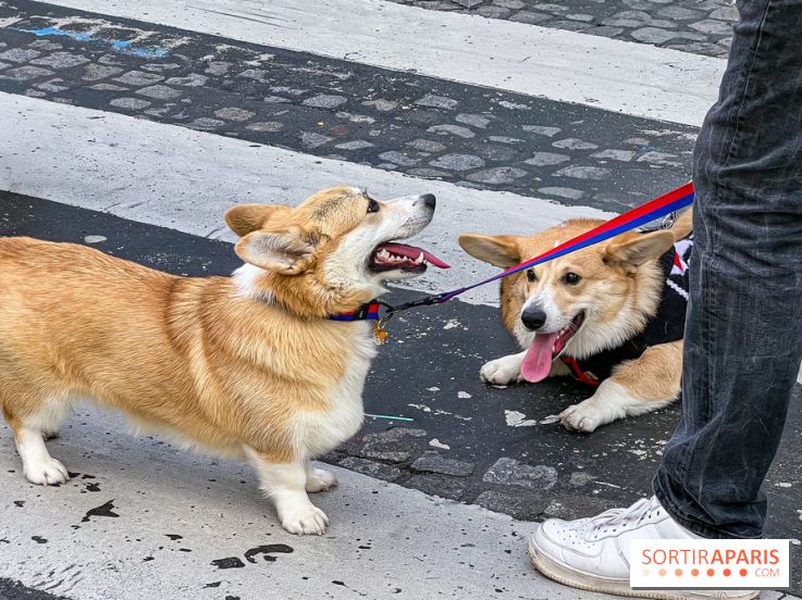 La Marche des animaux à Paris : défilé gratuit, ouvert aux chiens, chats ... sur les Champs-Élysées