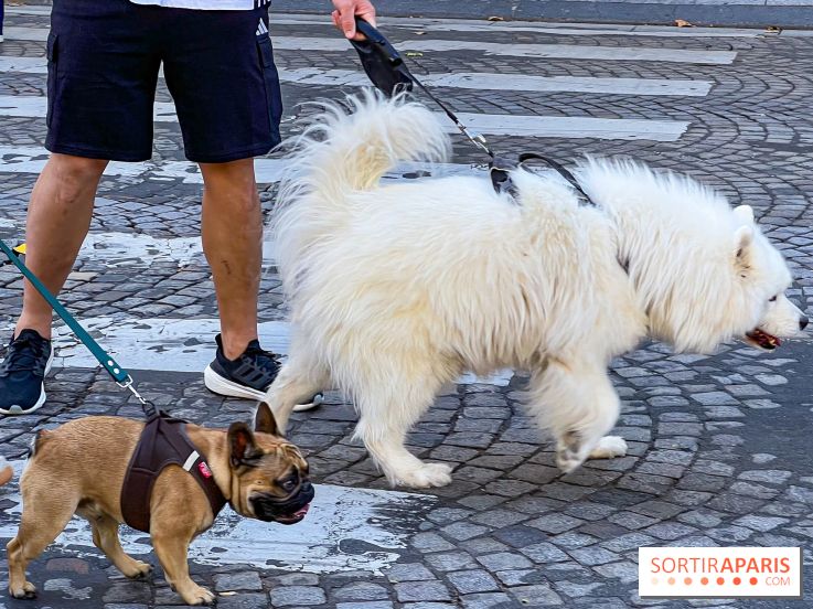La Marche des animaux à Paris : défilé gratuit, ouvert aux chiens, chats ... sur les Champs-Élysées