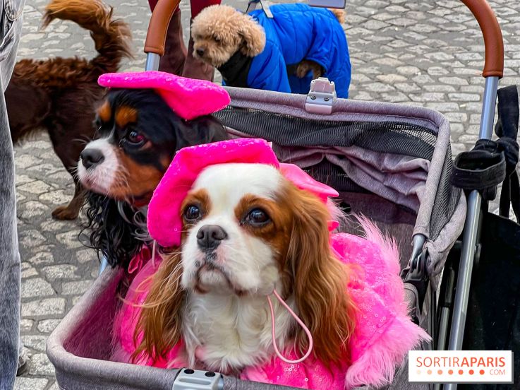La Marche des animaux à Paris : défilé gratuit, ouvert aux chiens, chats ... sur les Champs-Élysées