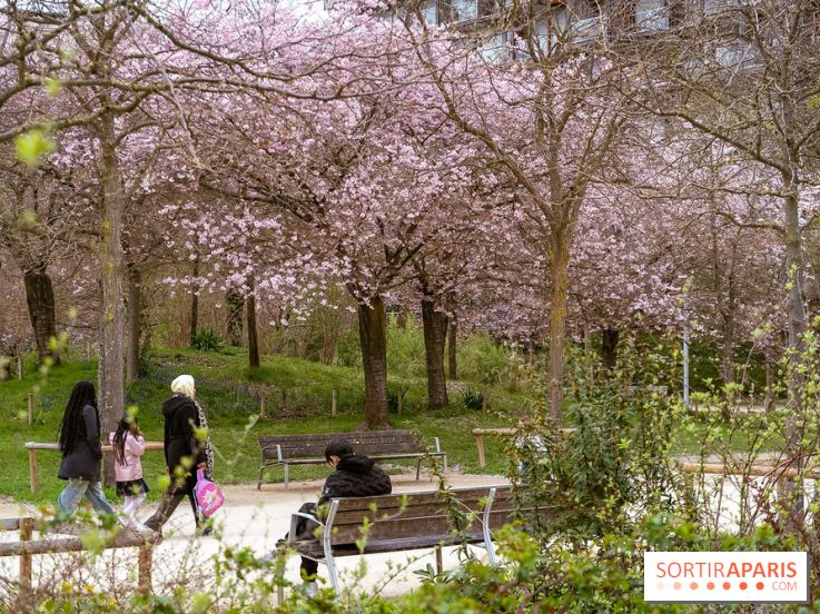 Les cerisiers du parc Martin Luther King - Clichy - Batignoles