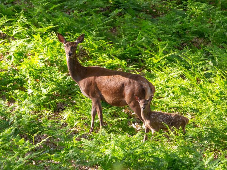 Campagne #36776 - biche et faon arnaud freminet 1 BD