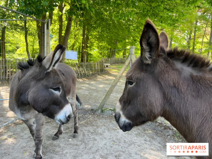 Avon'Ânes, les balades avec des ânes, à Avon - nos photos - IMG 7769