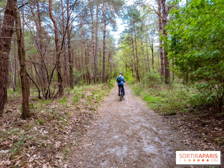 Liaisons douces à Fontainebleau : la forêt à vélo, les photos