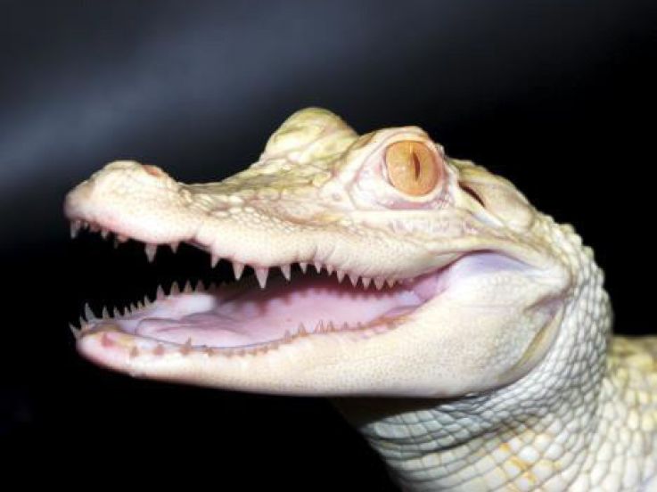 alligators albinos à l'aquarium de paris