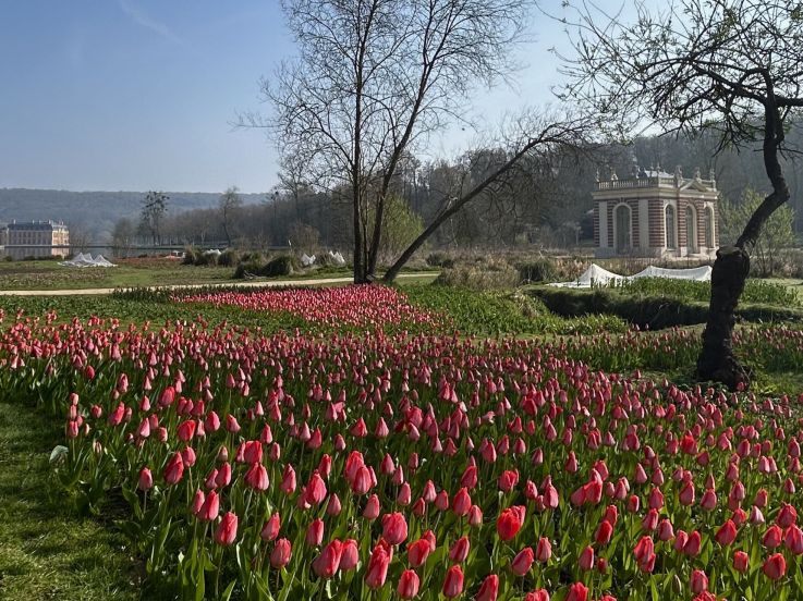 Des milliers de tulipes au Château de Dampierre en Yvelines ! Journée de la tulipe et Fête des plantes 