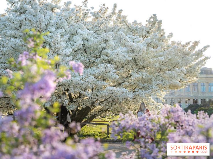 Le cerisier du Japon 'Shirotae' du Jardin des Plantes : l'arbre remarquable au blanc éclatant en fleurs