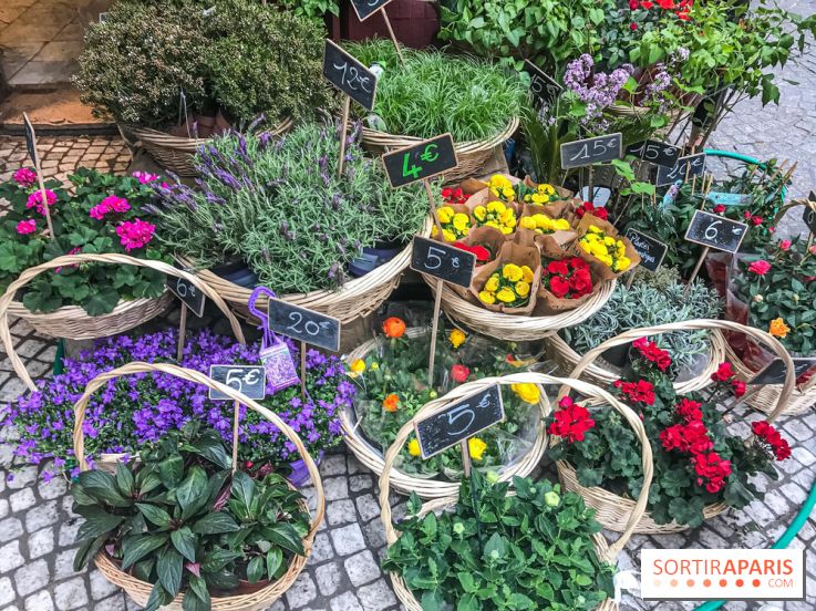 Marché aux plantes et fleurs à Argenteuil 2023: Découvrez la Vallée aux plantes et aux fleurs