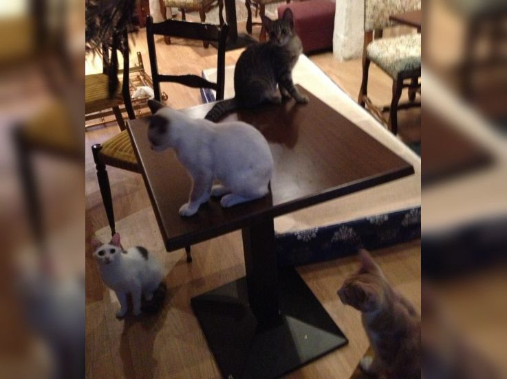 Le Café des chats, le premier bar à chats français à Paris