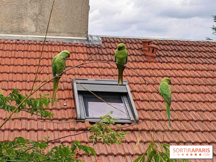 Le saviez-vous ? D'où viennent ces perruches vertes à Paris et en Île-de-France ?