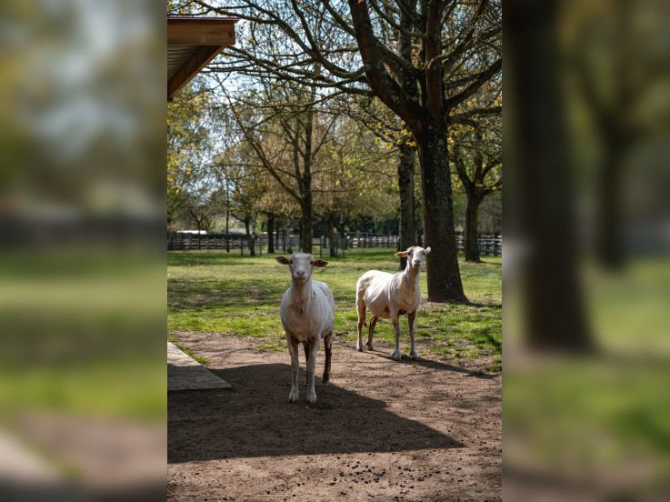 Rendez-Vous aux Jardins 2026 au parc des 33 hectares à Neuilly-sur-Marne