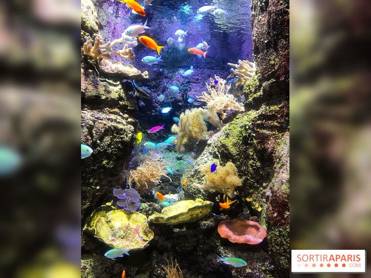 Les récifs Coralliens s'exposent à l'Aquarium de Paris
