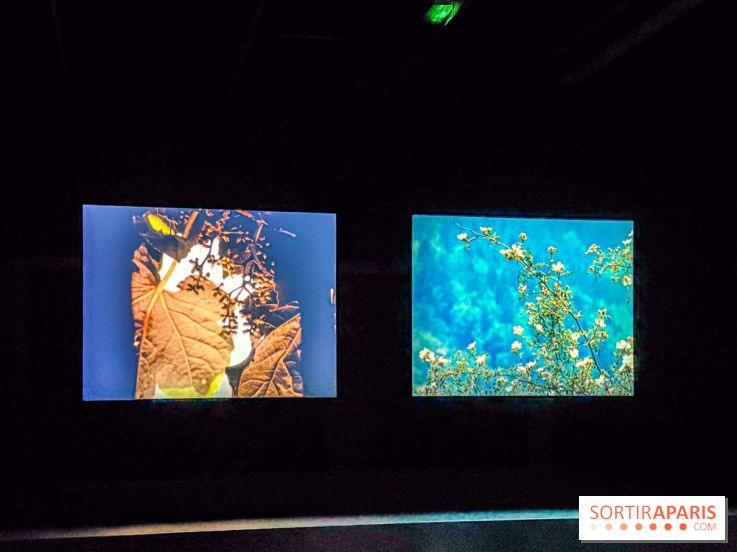 Rose Lowder au Palais de Tokyo : la nature image par image dans une exposition de films