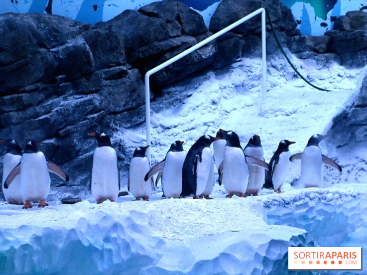 Les Manchots de l'Aquarium Sea Life