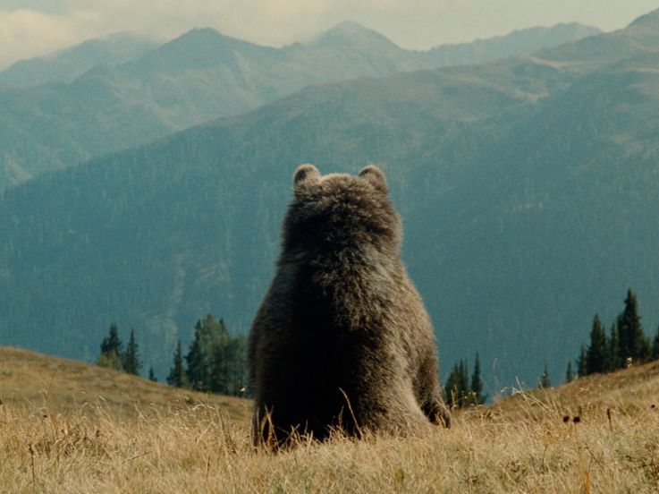 L'Ours, l'inoubliable film de Jean-Jacques Annaud ressort au cinéma en version restaurée