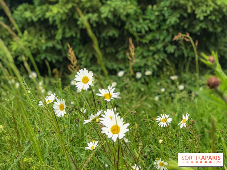 L'Arboretum de Versailles - Chevreloup