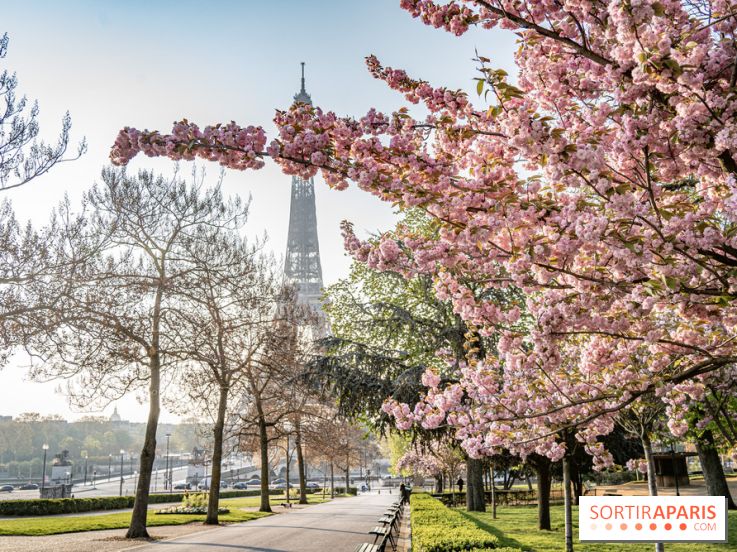 Visuel Paris Tour Eiffel cerisiers en fleurs