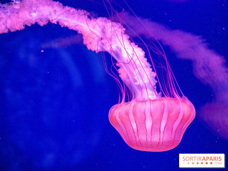 L'Aquarium de Paris ouvre son Médusarium