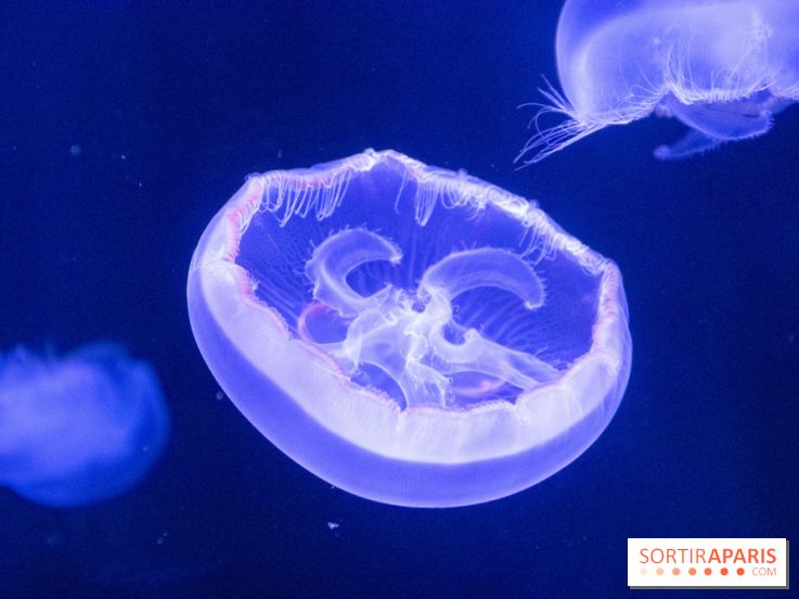 L'Aquarium de Paris ouvre son Médusarium