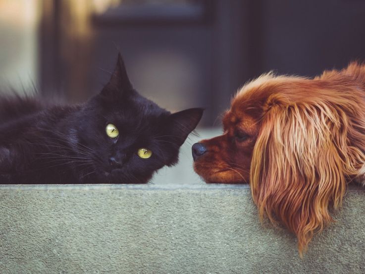 Abandon des animaux de compagnie : le plan du gouvernement pour protéger les animaux