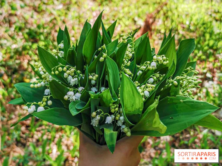 Muguet