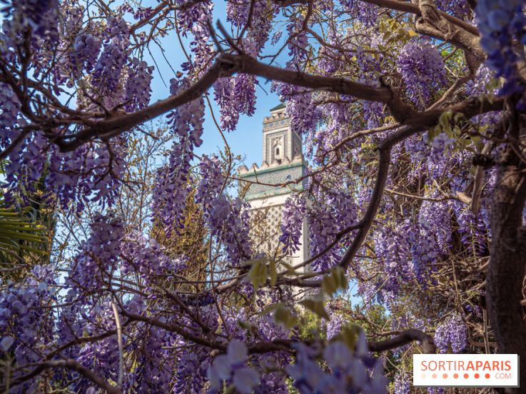 La Mosquée de Paris et son jardin en fleurs