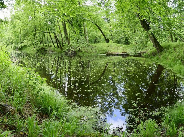 Animations et balades gratuites pour l'inauguration de ce domaine forestier