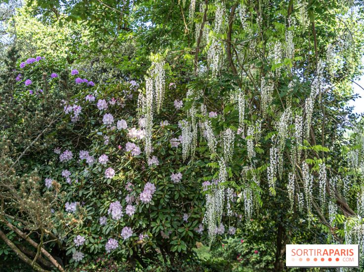 Arboretum de la Vallée-aux-Loups, une balade au milieu des arbres remarquables