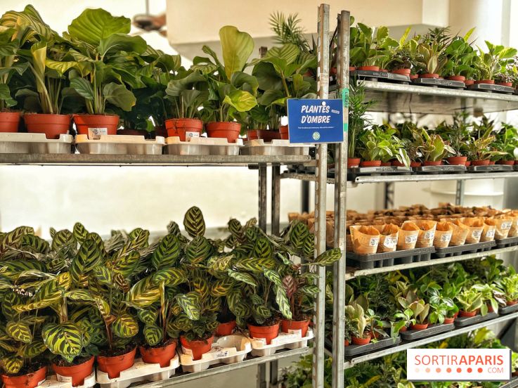 Plantes pour Tous, les prochaines ventes de plantes à partir de 2€ à Paris