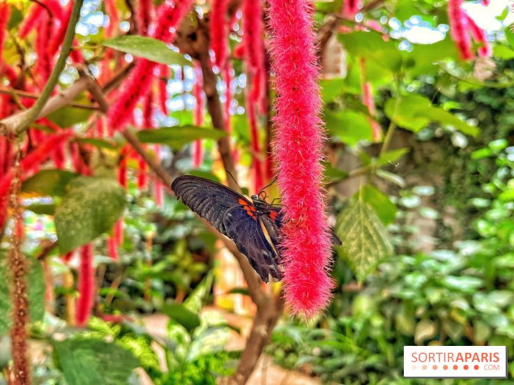 Serre Papillons - La Queue-lez-Yvelines