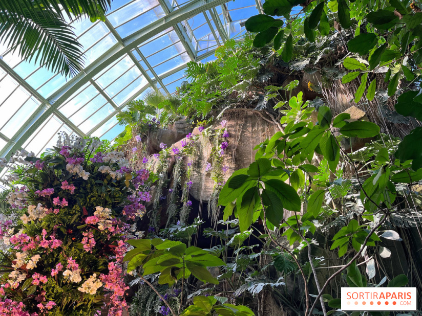 Orchidées - jardin des plantes