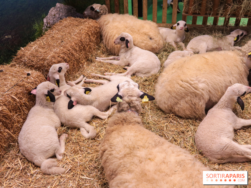 Salon de l'agriculture 2023 - (1)
