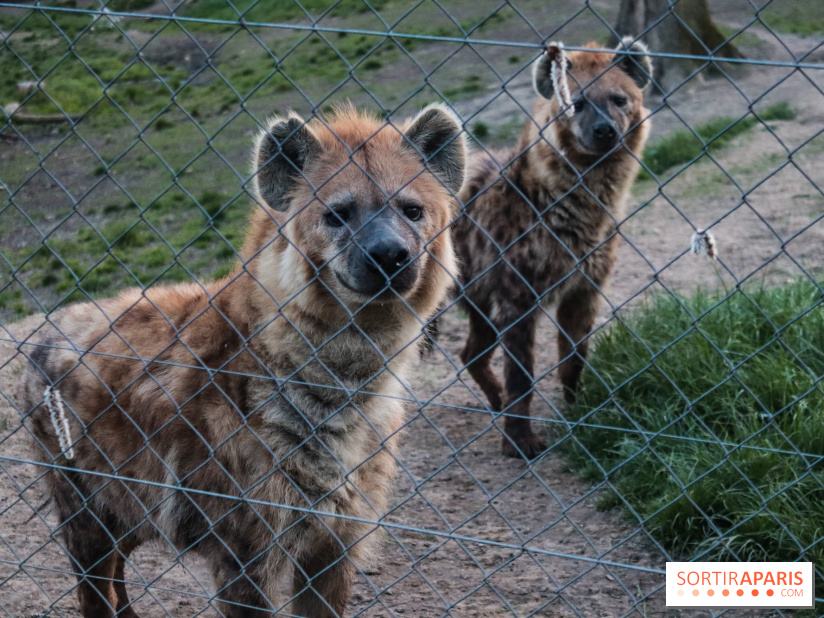 Zoo de Thoiry 2023 - 6FE478AB 6B81 4D2D 8EB9 95BC479EB6BE