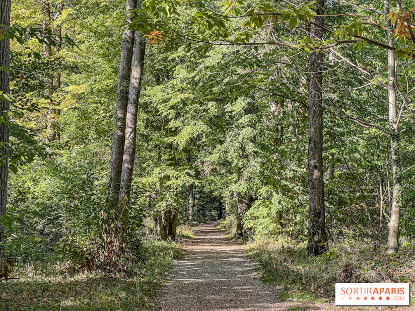 Visuel forêt  - IMG 6155