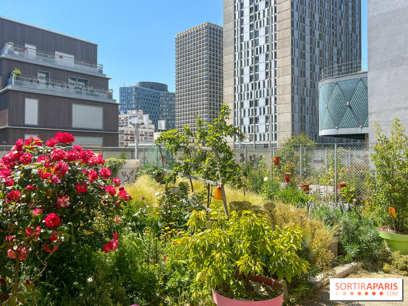 Jardins partagés (toit Beaugrenelle) - image00002