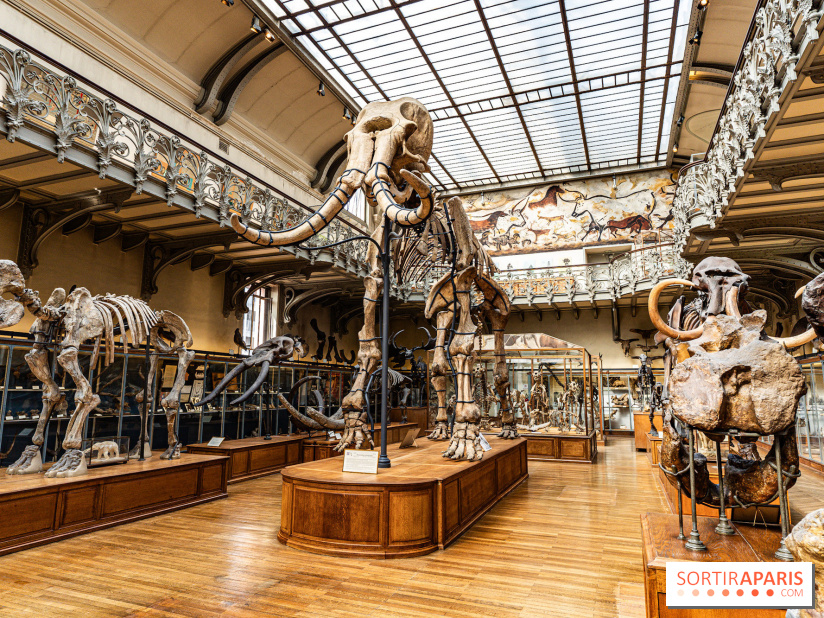 Le mammouth de Durfort restauré au Muséum national d’Histoire naturelle