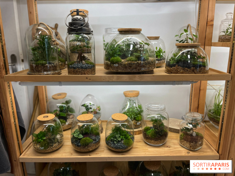 Boby la Plante - IMG 4334