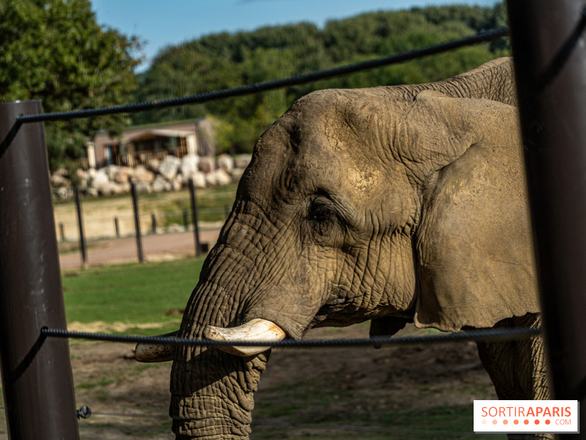 Les lodges de Thoiry - dormir à Thoiry en Terres d'Afrique - Photos -  A7C3226