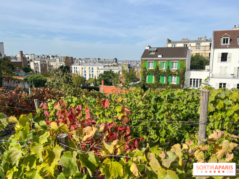 Vignes Montmartre